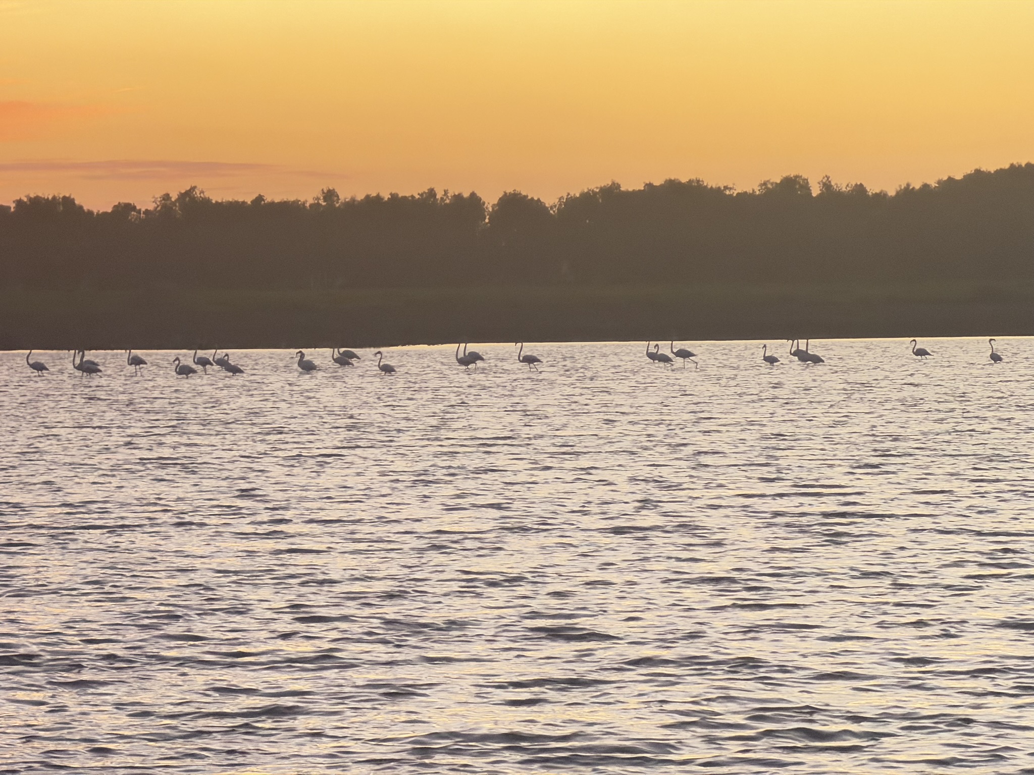 Cypr z dziećmi — flamingi na Larnaca Salt Lake