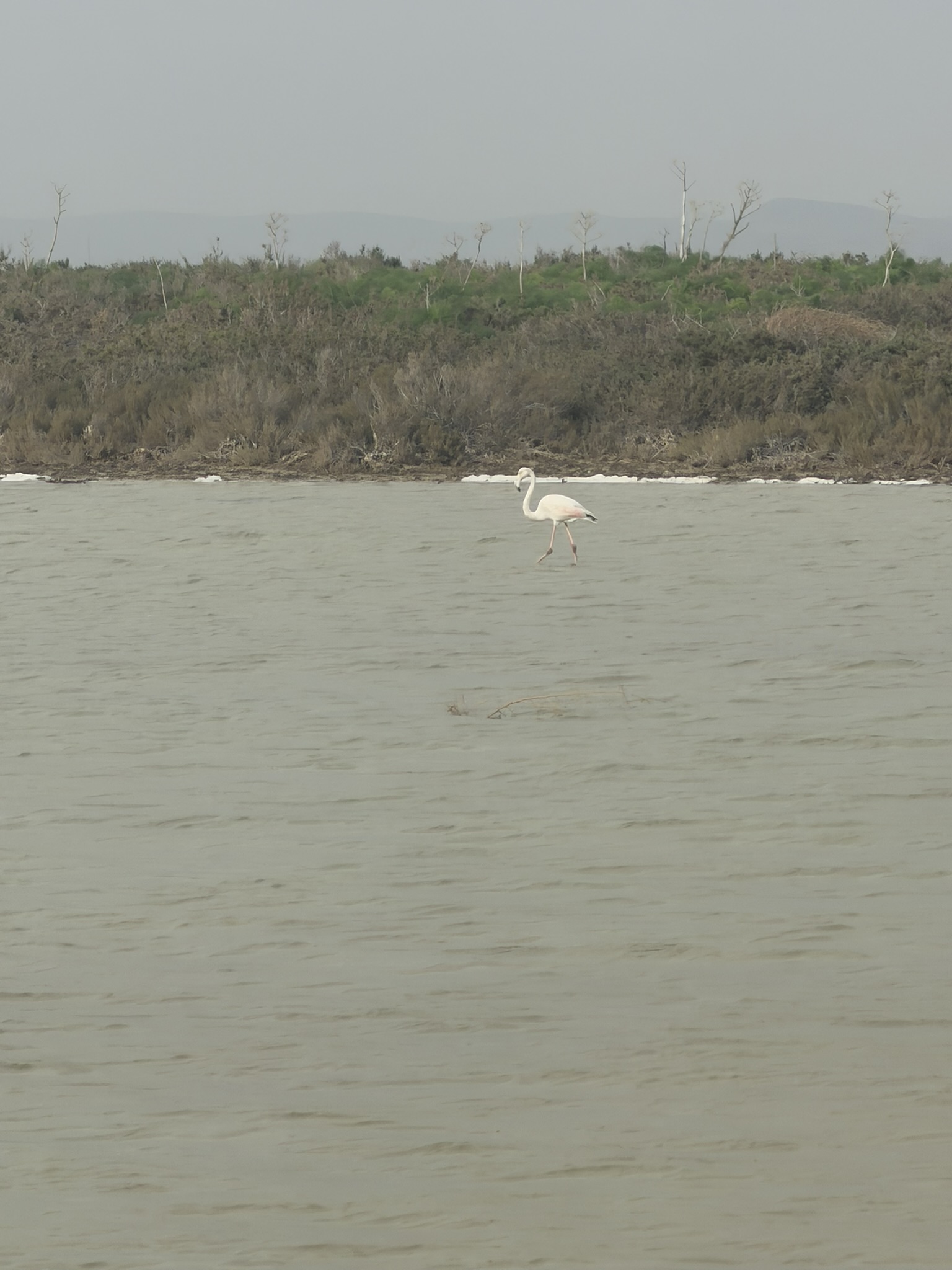 Larnaka z dziećmi — flamingi na Salt Lake pierwszego dnia