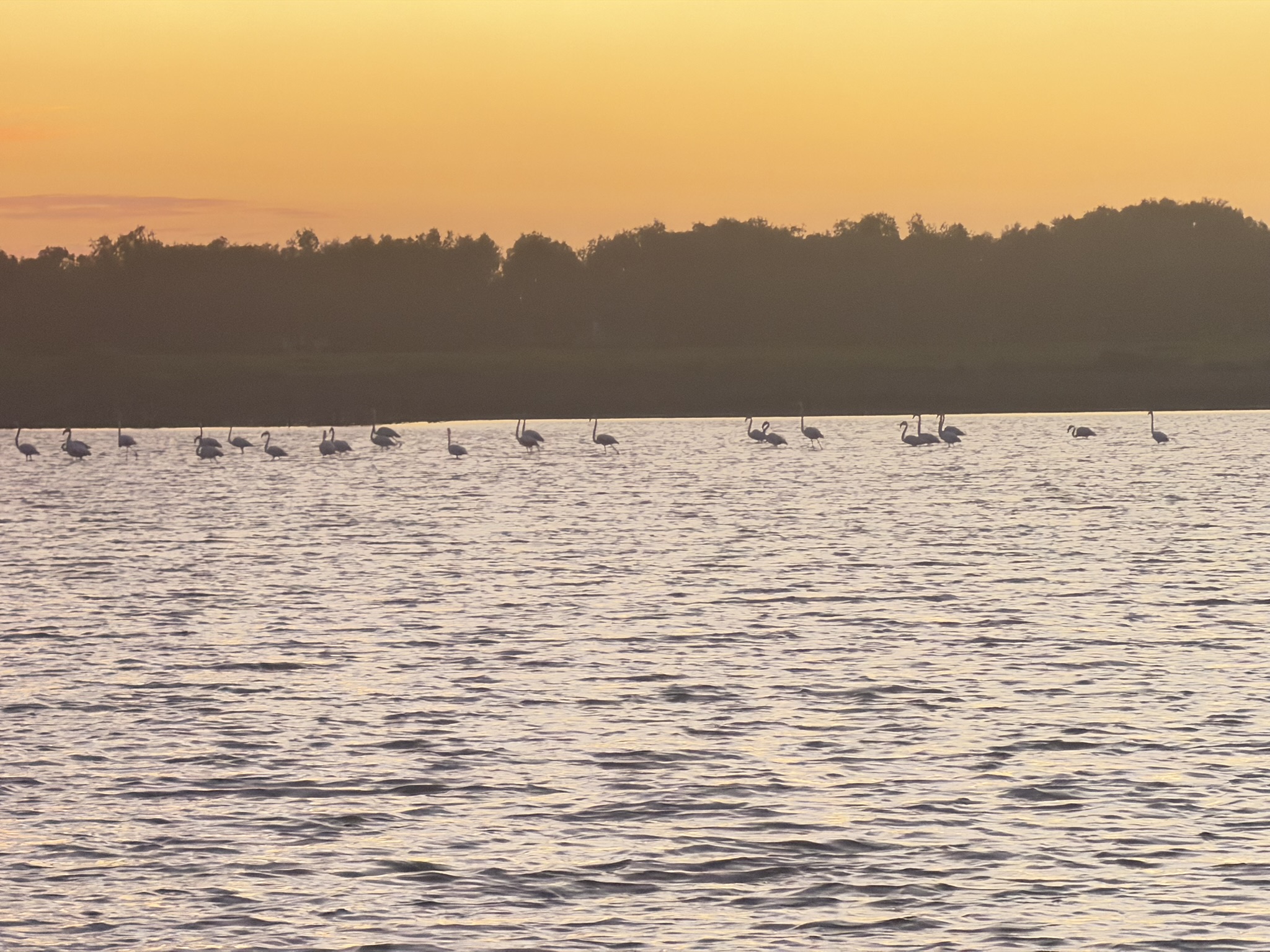 Cypr z dziećmi — flamingi na Larnaca Salt Lake