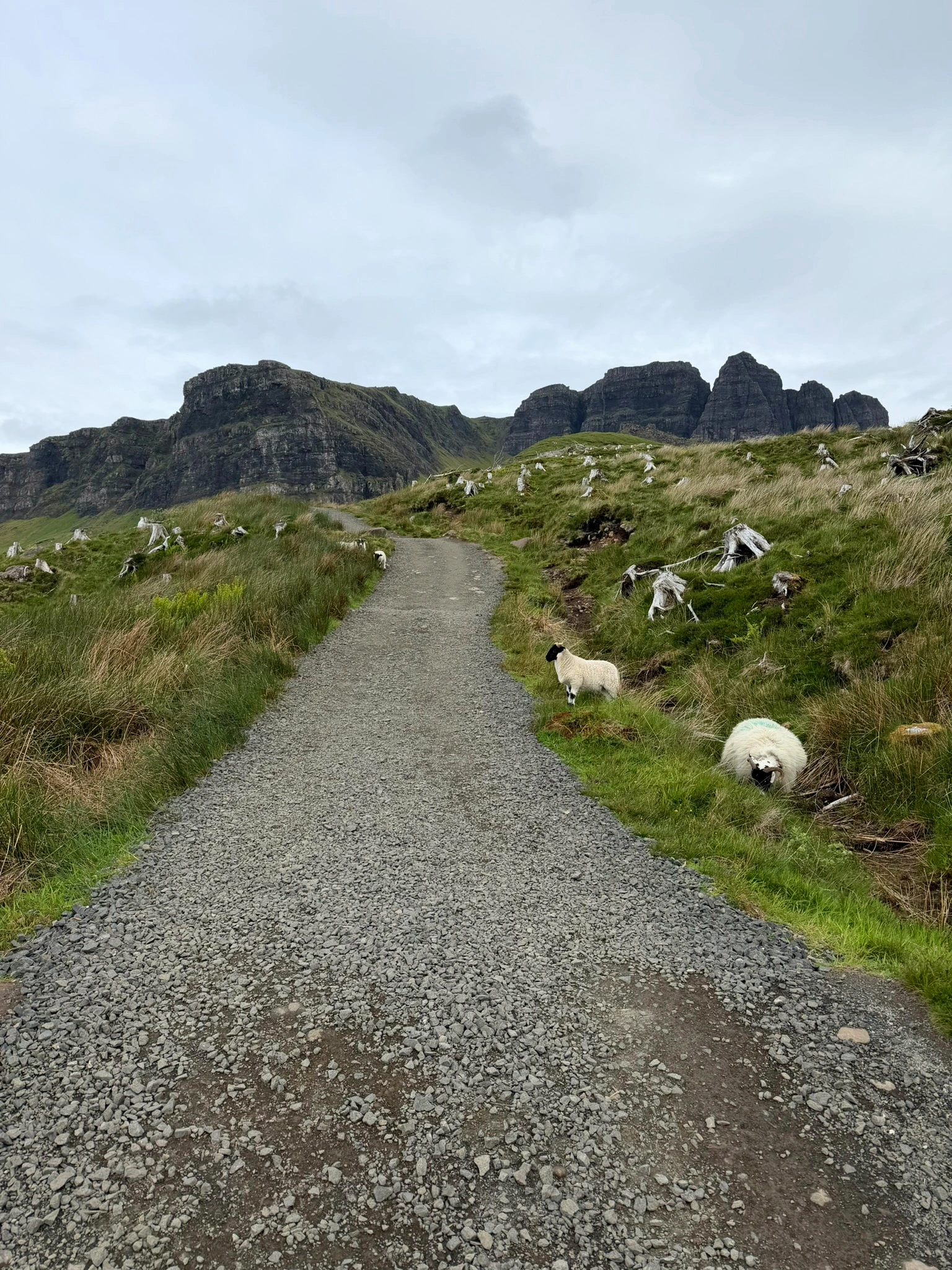 Początek szlaku na Old Man of Storr z owcami po bokach