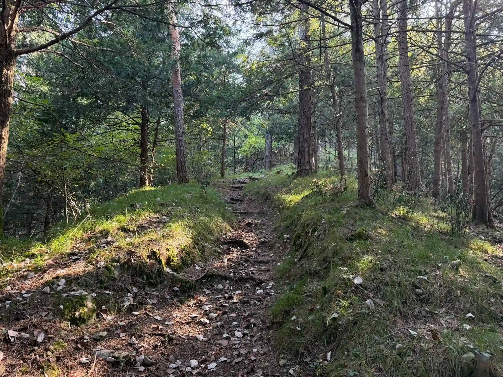 Szlak w Parco Val Sanagra prowadzący przez las