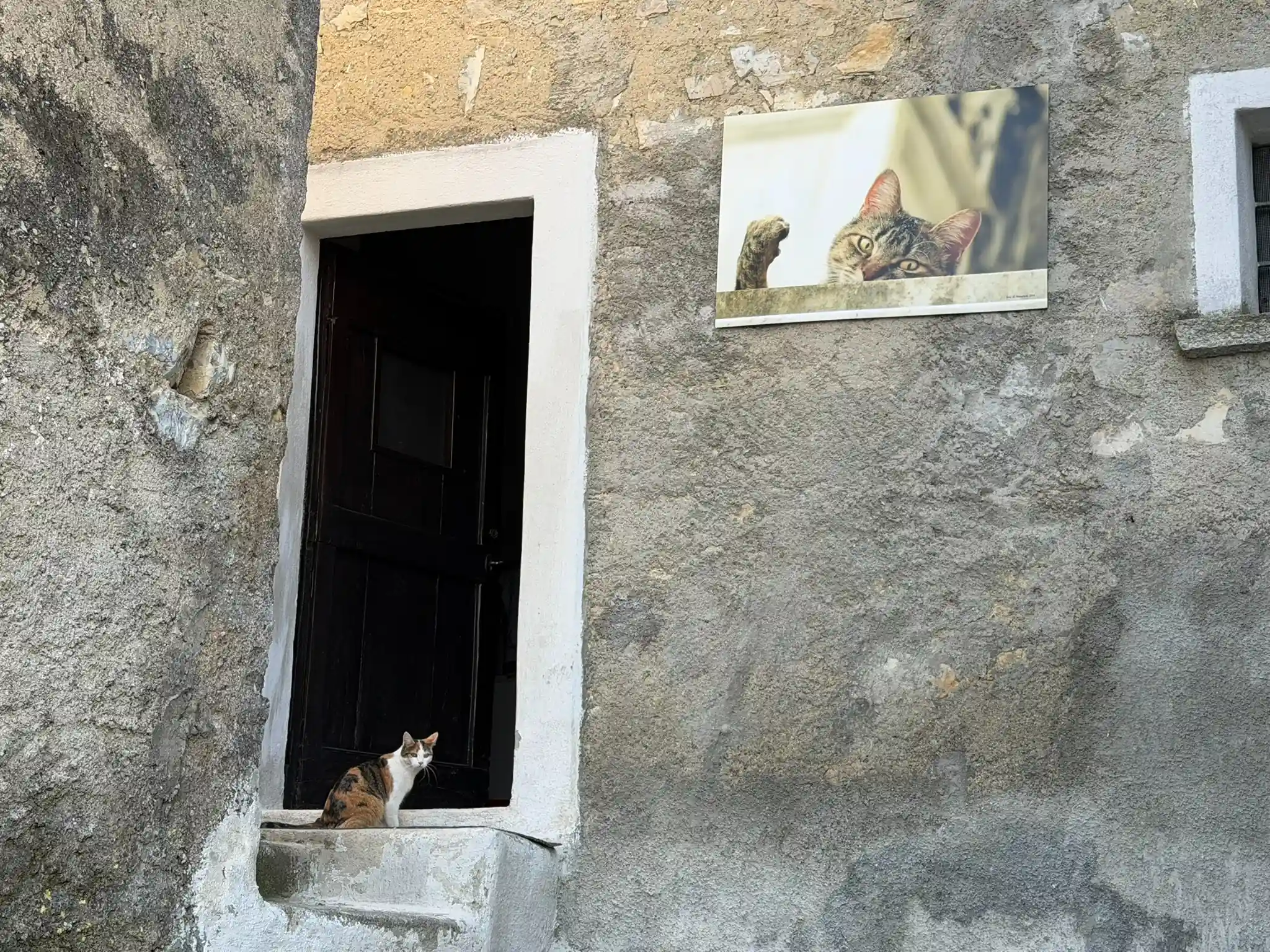 Kot w drzwiach domu w Pigrze