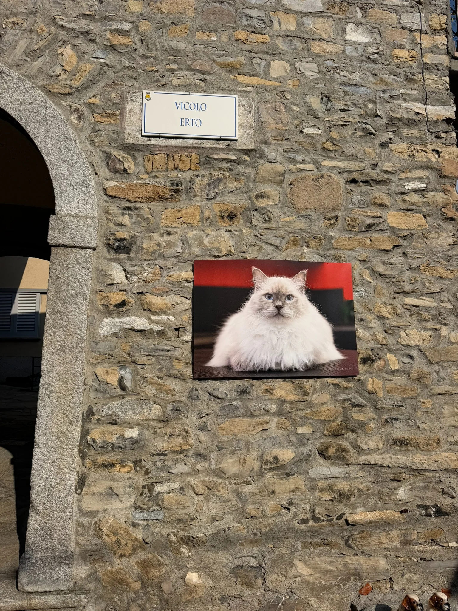 Kot na zdjęciu na ścianie przy Vicolo Erto w Pigrze